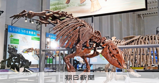 2800万年前の哺乳類「アショロア」化石 北海道天然記念物に [北海道