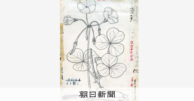 牧野博士の植物図鑑原図、遺品から145枚確認 植物園で展示 [高知県