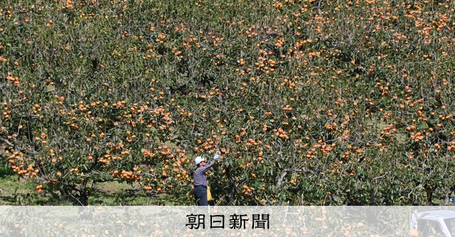 次郎柿の産地で深まる秋 一面染まる「柿の木街道」 愛知 [愛知県