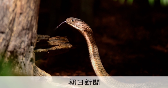 猛毒コブラが雲隠れ→1週間後に「帰宅」の理由は スウェーデン:朝日新聞