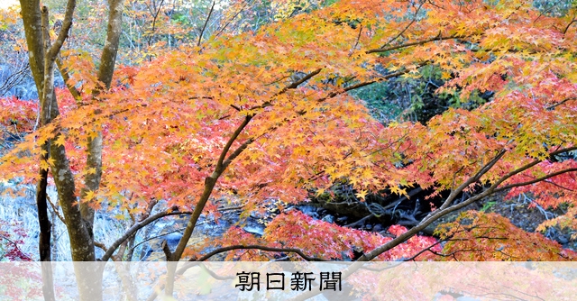 昇仙峡の紅葉盛り [山梨県]：朝日新聞