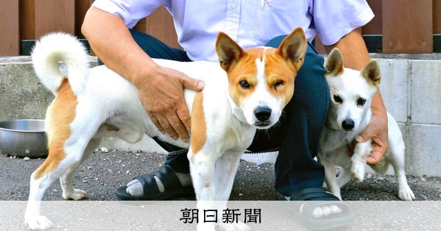 短足 がに股 沖縄に十数頭しかいない 大東犬 って 沖縄はいま 朝日新聞デジタル