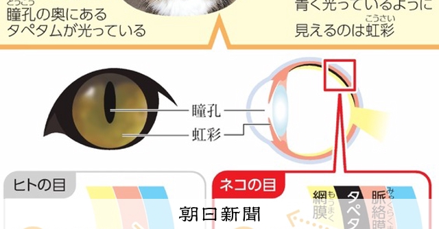 猫の目はなぜ光る? 目の奥に、光を効率よく使う反射板があるから:朝日新聞