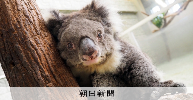 コアラ 人間なら120歳超、最期は眠るように 世界最高齢のコアラ天寿全う [兵庫