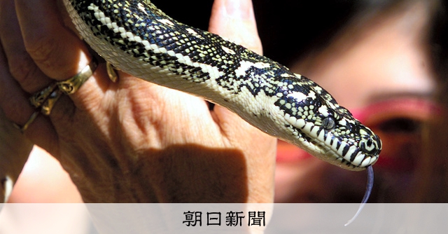 ヘビが5歳児に巻き付き水中へ、祖父救出 「ここはオーストラリア