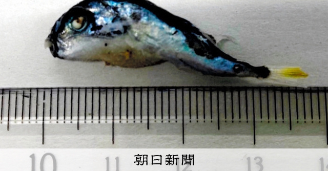 フグは稚魚でも毒がある? シラスパックへのフグ混入、防ぐ方法は:朝日新聞