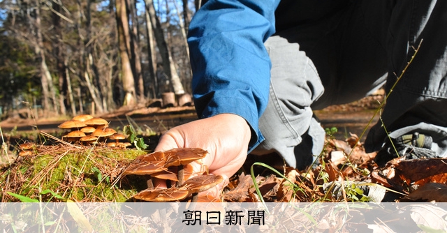 茶色いエノキタケは「野生風」？ キノコ採りへの憧れと山の恵み：朝日新聞