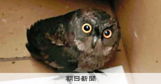 道路で“異変”…左目閉じ動かない鳥 高校生が出会った準絶滅危惧種 [沖縄