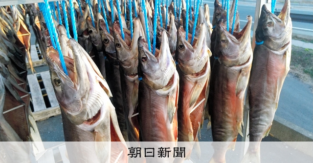 M15新巻鮭 特産の新巻き鮭、不漁で寂しい店先 水揚げ伸ばす養殖もので試作も
