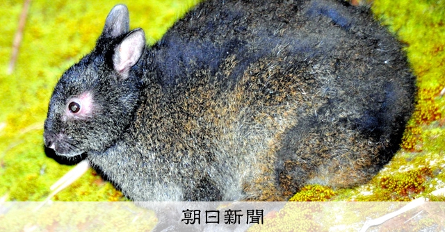 岸本ウラチ　アマミノクロウサギ アマミノクロウサギ、大幅に増加 マングース駆除の成果か [鹿児島県