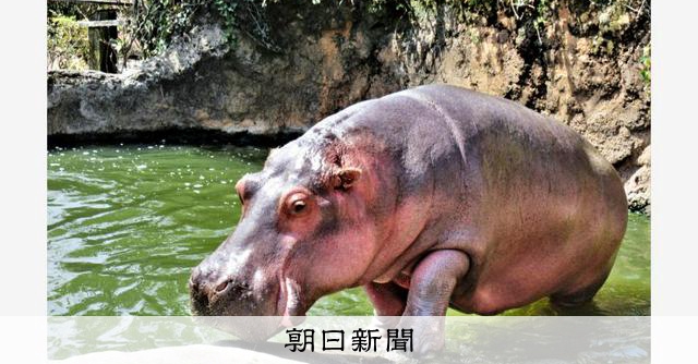 国内最高齢のメスのカバ、50歳のカポ死ぬ 仙台・八木山動物公園 [宮城