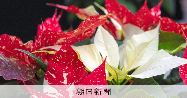 ビバ！メキシコ展 ポインセチア咲き誇る [栃木県]：朝日新聞