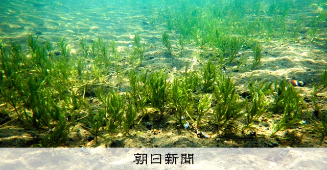 セキグチ SEKIGUCHI モンチッチ ぬいぐるみ 人形 ご当地 滋賀