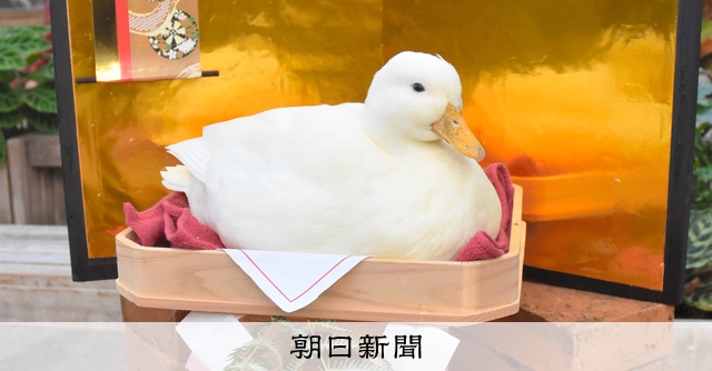 つきたてと思いきや、アヒル!? テーマパークの可愛らしい鏡餅人気