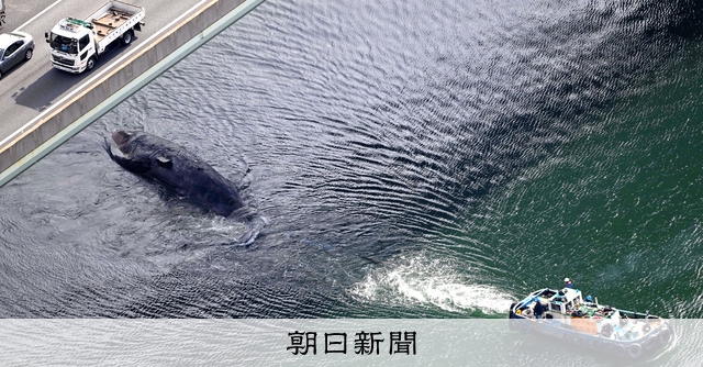 クジラ救助、時間との闘い 豪タスマニアで270頭打ち上げ - YouTube