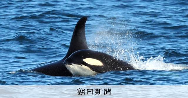 漁業者の厄介者、シャチを追う 京大が生態解明・対策へクラファン [北海道]：朝日新聞