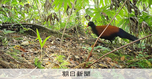フォト）幻の姿、140年ぶり捉えた ゴクラクバト：朝日新聞