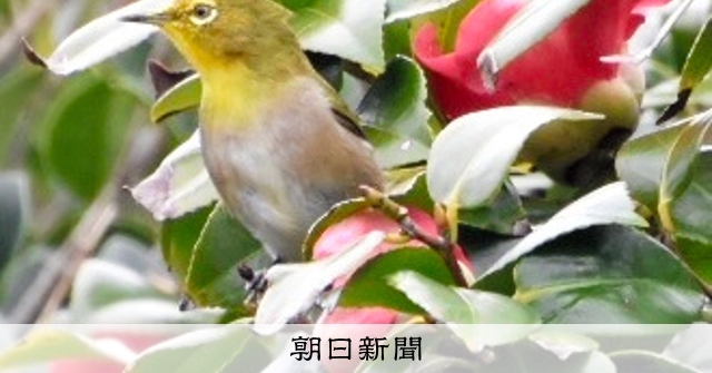 足摺岬の真っ赤なツバキ、メジロもひと休み 椿まつりも始まる [高知県