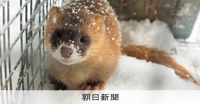 イタチ 謎のイタチ」の正体突き止めた 定説覆す高校生コンビの発見 [福井県