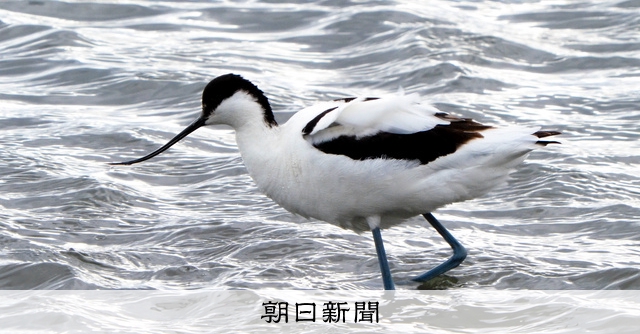 珍鳥「ソリハシセイタカシギ」が羽を休める 鳥取県の米子水鳥公園で [鳥取県]：朝日新聞