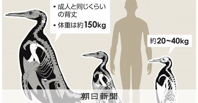 まるでゴリラ？巨大ペンギン化石 NZで発見、6千万年前に生息 体重