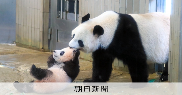 上野動物園生まれのパンダ・シャンシャンが中国へ 19日が最終