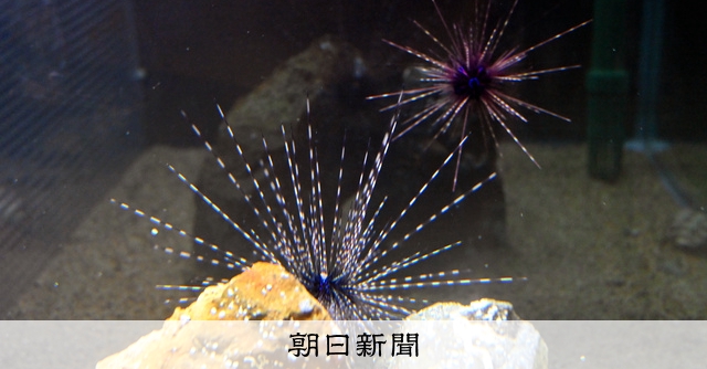 ウニ／クロウニ棘付き標本5個 No.157 ウニ様専用／クロウニ棘付き標本5