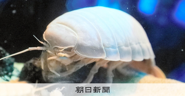 サンシャイン水族館の「キモかわ」生物は海の掃除屋 人気でグッズも [東京都]：朝日新聞