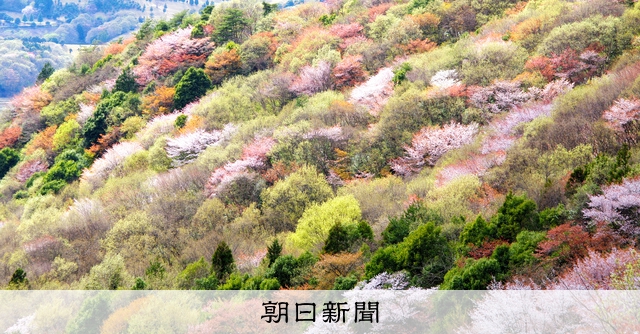ヤマザクラ、復興のシンボルに 北限の松島付近、目標2011本：朝日新聞