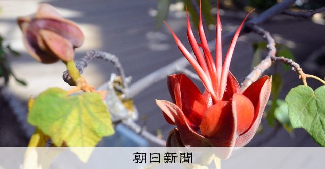 世にも奇妙な?「悪魔の手」が開花、妖しく美しく 国内栽培例