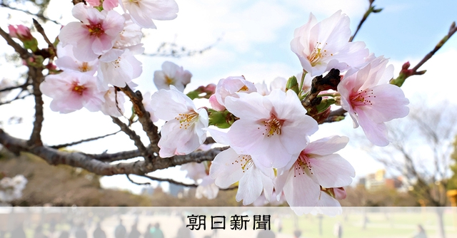 サクラサク」福岡市で桜開花 つぼみの成長順調で平年より4日早く：朝日新聞
