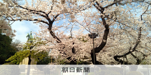 ソメイヨシノ様 ソメイヨシノ