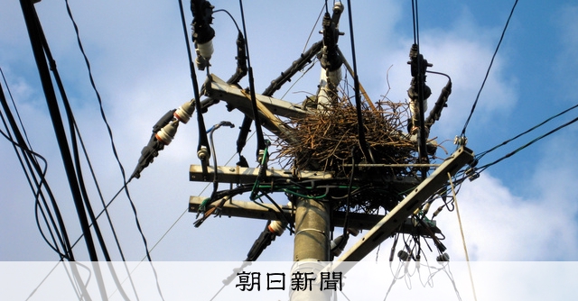 9小鳥の巣の電tw1 9小鳥の巣の電tw1
