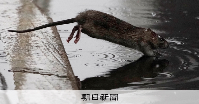 ニューヨークに初のネズミ駆除対策官 年俸は2千万円、元教師を任命:朝日新聞
