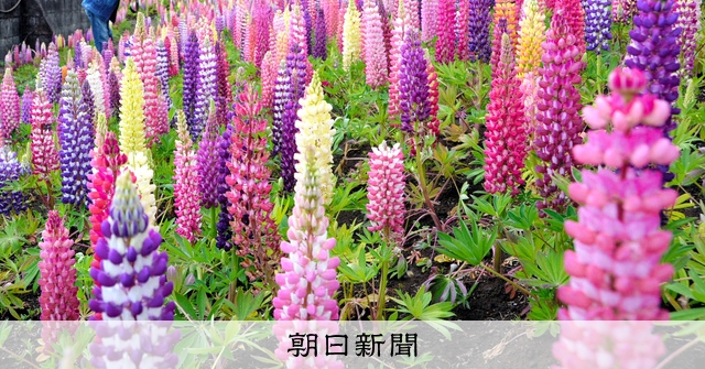 ルピナス3万本、極彩色に彩る 鹿沼市花木センター [栃木県]：朝日新聞