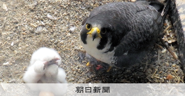 絶滅危惧種ハヤブサのヒナ、県庁舎で孵化 ストレス対策が奏功 [石川県]：朝日新聞