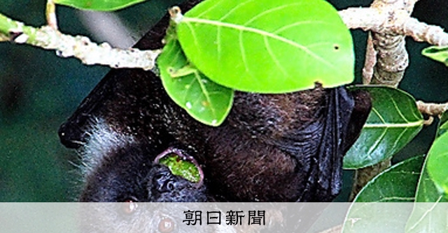 果実食べるコウモリ、ぬれぎぬ　被害の多く、実はカラス　京大研究チームまとめ