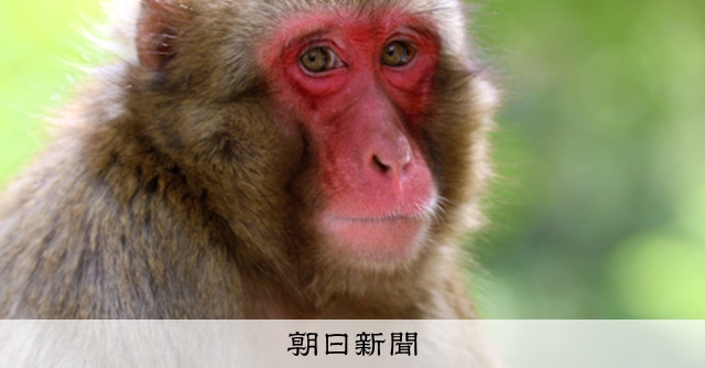 今年最初のサルの赤ちゃん、名前は「ペッパーミル」に 高崎山が公募 [大分県]：朝日新聞
