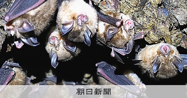 （ぶらっとラボ）調査続く「コウモリ由来」：朝日新聞