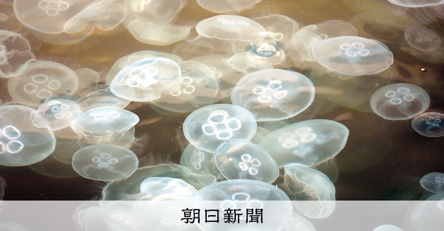 横浜中華街そばの川、クラゲが大量発生 4月末から埋め尽くす [神奈川県]：朝日新聞