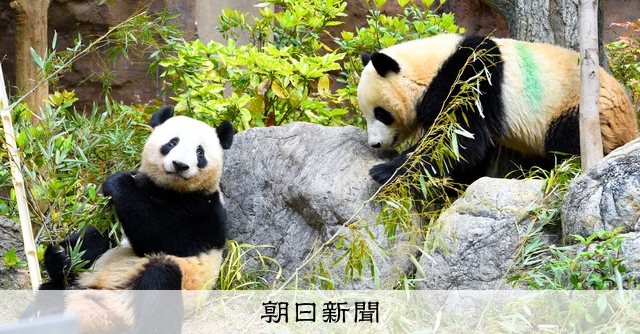 双子パンダがミルクを卒業 6月に2歳、ケンカはしない 上野動物園：朝日新聞