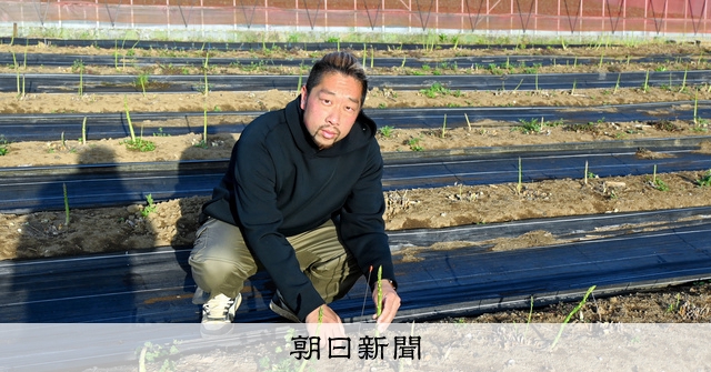 RT @asahicom: 水もしたたる三郷のアスパラ　ブランド化へ栽培　いまが旬