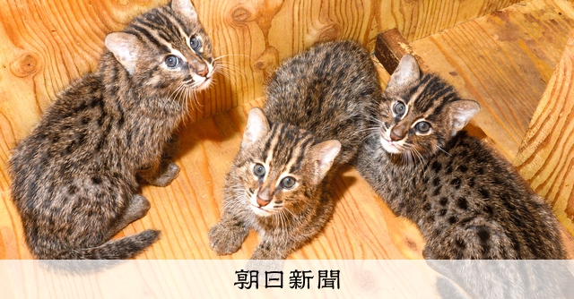 三つ子のスナドリネコ公開 鳥羽水族館「可愛い姿、見逃さないで