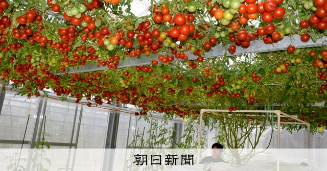 1粒の種からトマト1万個 愛知の農業センター、三度目の正直 [愛知県