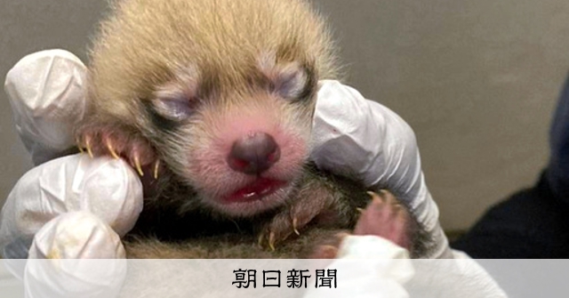 レッサーパンダの赤ちゃん誕生 授乳の様子も確認 熊本市動物園 [熊本県