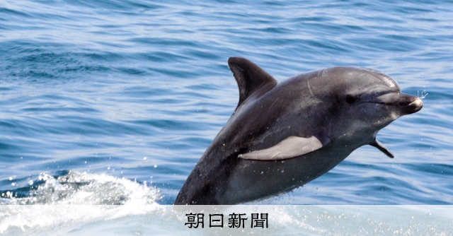 陸からも見られる「イルカの聖地」 地域の価値アップへ実態調査 [熊本