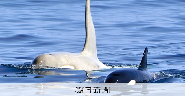 海面からジャンプしたのは、幻の「白いシャチ」 北海道の知床半島沖