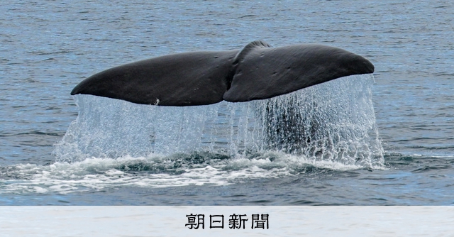 黒光りした背中は、潜水艦のよう 北海道・知床沖で遭遇したのは…：朝日新聞