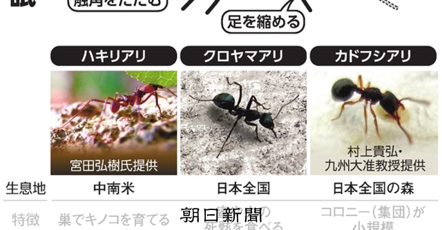 (ののちゃんのDO科学)アリは寝るの?:朝日新聞