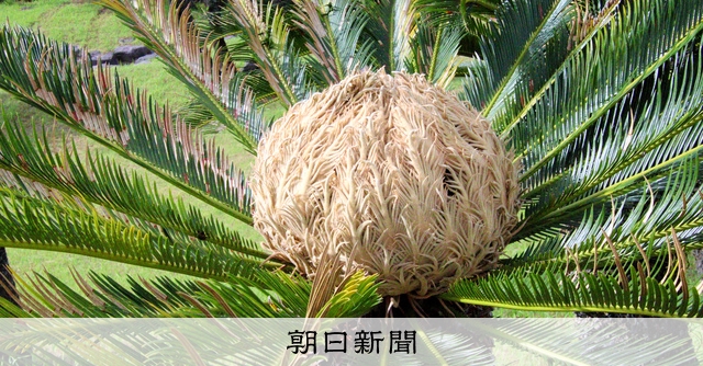 【極太良形】鹿児島産　蘇轍　雌花　カキコ多数根あり【幹高】1m越え【胴回り】1m 極太良形】鹿児島産 蘇轍 雌花 カキコ多数根あり【幹高】1m越え